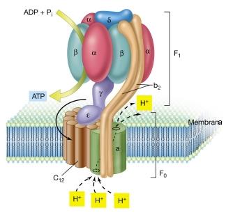 Fosforilação oxidativa Grande complexo enzimático na membrana mitocondrial interna Apresenta dois componentes estruturais F 1 (proteína periférica de membrana - matriz) F 0 (proteína integral da