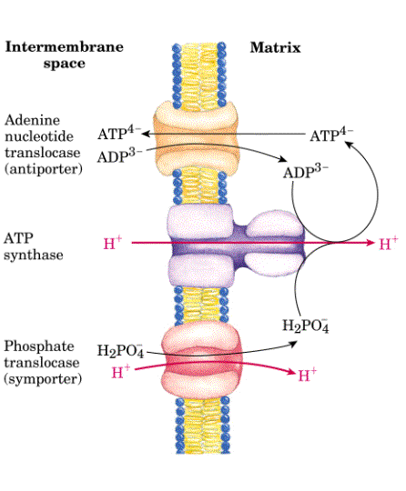 Transporte do ATP O ATP sintetizado no interior da mitocôndria