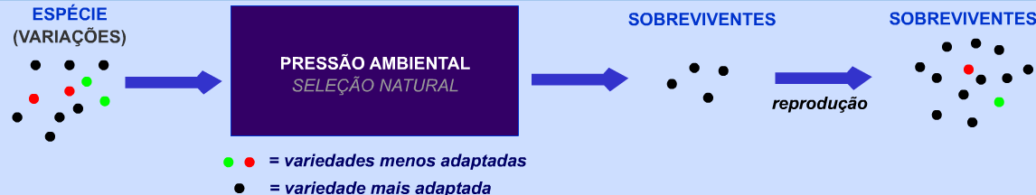 Darwinismo Teoria da seleção natural proposta por Charles Darwin: I. Entre os indivíduos de uma mesma espécie existem diferenças. II. O meio ambiente está em contínua mudança.