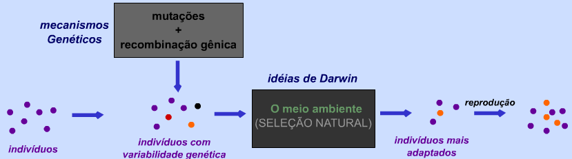 Neodarwinismo (Teoria Sintética da Evolução) 1930 o Conta com a contribuição de vários cientistas de todo o mundo.