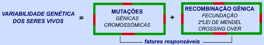 Neodarwinismo (Teoria Sintética da Evolução) Pontos básicos o As variações nas espécies dependem de mutações nos genes. o As mutações ocorrem ao acaso.