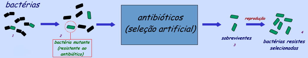 Neodarwinismo (Teoria Sintética da Evolução) Seleção artificial (Antibióticos) Por que a automedicação com os antibióticos não é recomendada? I.