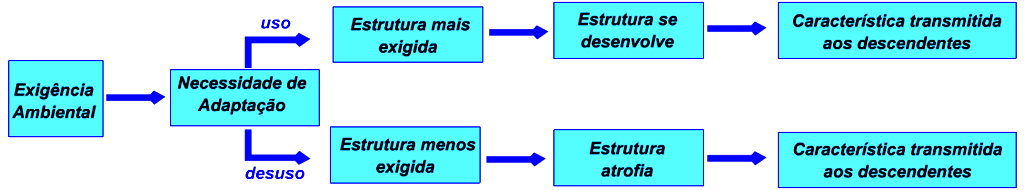 Lamarckismo Lei da heranças dos caracteres adquiridos o As características adquiridas