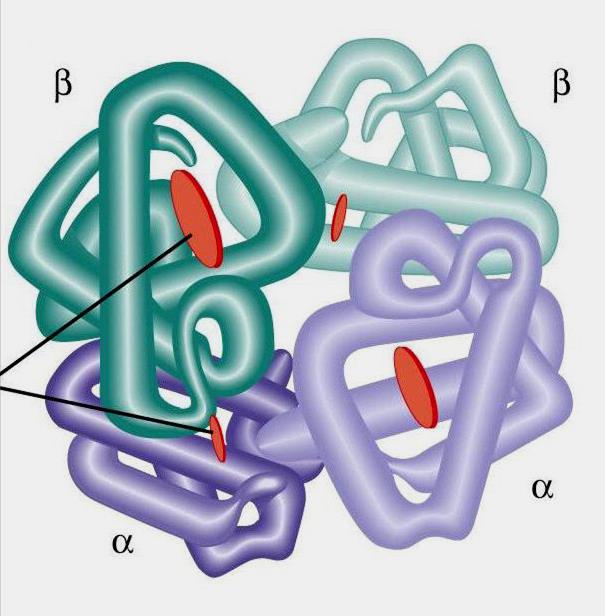 Hemoglobina tetrâmero (quatro