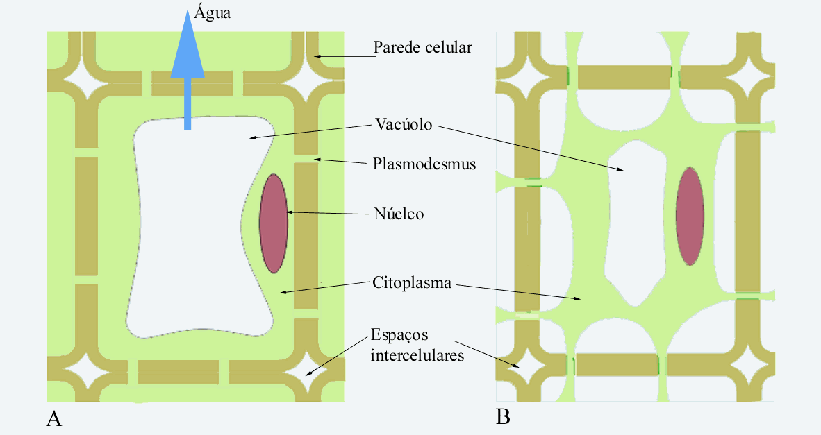 PLASMÓLISE Plasmólise