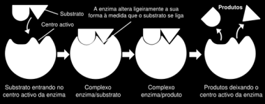 Esses locais de encaixe são chamados de sítio ativos e ficam na superfície da enzima. Ao se encaixarem nos sítios ativos, os substratos ficam próximos um do outro e podem reagir mais facilmente.