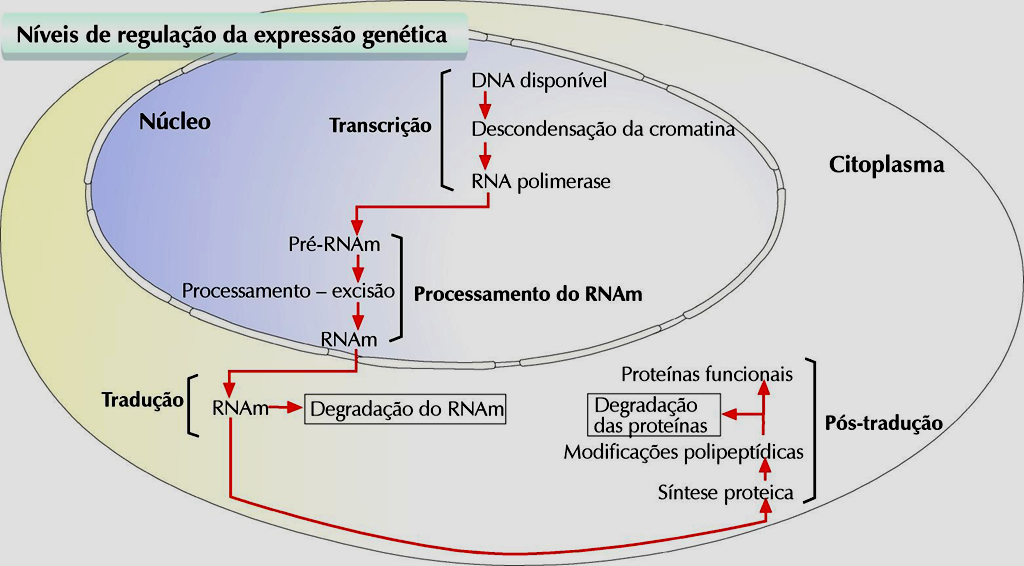 Organização e Regulação dos genes Regulação da expressão dos genes É o principal nível de regulação, pois permite controlar a expressão dos genes, evitando o gasto de energia e compostos para a