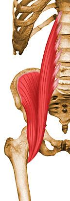 Músculos da região anterior do quadril M. Iliopsoas (postural) M. ilíaco I.P. fossa ilíaca, EIAI e cápsula da art quadril m.ilíaco I.D. AÇÃO trocânter menor -flexão da coxa + ad + rot lat -anteversão.