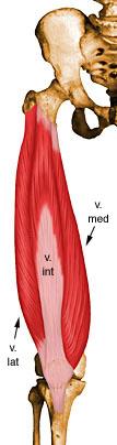 Músculos da região anterior da coxa m. vasto medial/ vasto lateral/ vasto intermédio I.P. I.D.