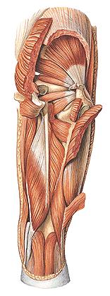 MÚSCULOS ISQUIOCRURAIS (ou do Jarrete) m. bíceps femoral (porção longa) m. semitendíneo m.