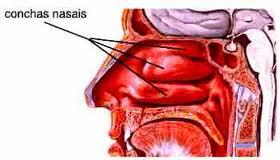 Componentes Vias Condutoras: Sistema Respiratório