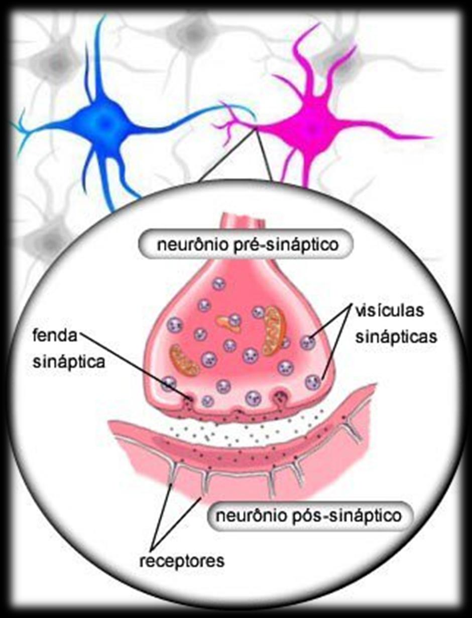 Vesículas sinápticas: vesículas que contêm neurotransmissores Fenda sináptica: é o intervalo entre um primeiro neurónio e um segundo neurónio.