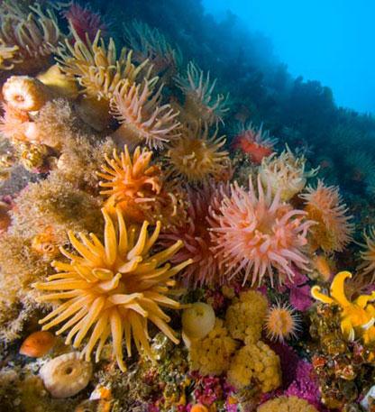 A água-viva, a caravela, a hidra e os corais são alguns exemplos de celenterados.