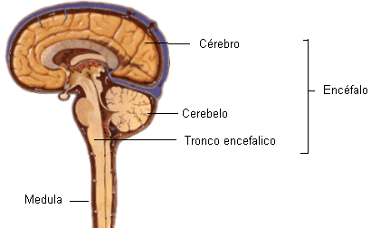 SISTEMA NERVOSO Sistema Nervoso Central (SNC) Sistema Nervoso Periférico (SNP) Encéfalo Medula espinhal Somático Autônomo Simpático Parassimpático Os corpos dos neurônios formam a substância cinzenta.