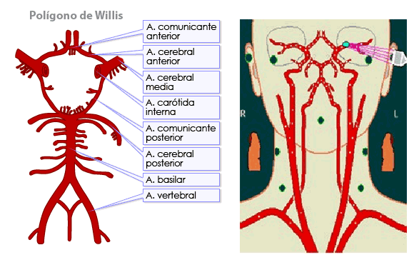 Anatomia e
