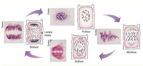 MITOSE NA CÉLULA VEGETAL Na mitose de células de vegetais superiores, basicamente duas diferenças podem ser destacadas, em comparação com que ocorre na mitose da célula animal: A mitose ocorre sem