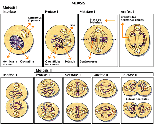 MEIOSE É um tipo de divisão celular em que uma célula diplóide produz quatro células haplóides, sendo por este motivo uma divisão reducional.
