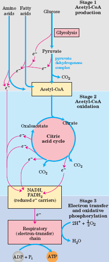 As três etapas do catabolismo das proteínas, ácidos gordos e hidratos de carbono na respiração celular. Etapa 1: oxidação dos ácidos gordos, glucose alguns aminoácidos produzem acetil-coa.
