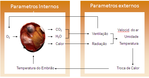 Interação do embrião com o ambiente 1