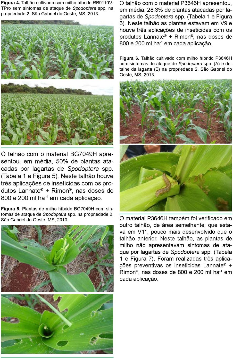 Neste talhão as plantas estavam em V9 e houve três aplicações de inseticidas com os produtos Lannate + Rimon, nas doses de 800 e 200 ml ha -1 em cada aplicação. Figura 6.