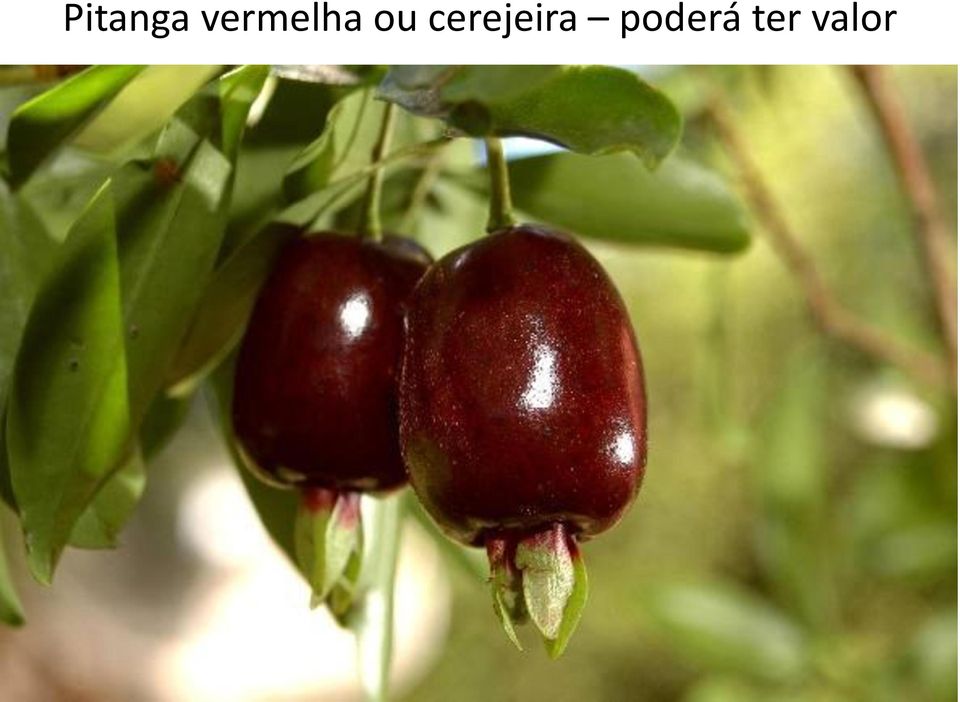 cerejeira