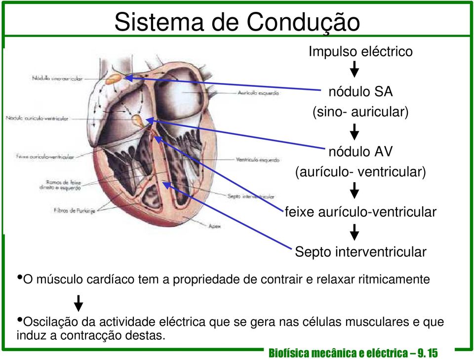 propriedade de contrair e relaxar ritmicamente Oscilação da actividade eléctrica que se