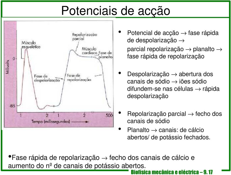 Repolarização parcial fecho dos canais de sódio Planalto canais: de cálcio abertos/ de potássio fechados.