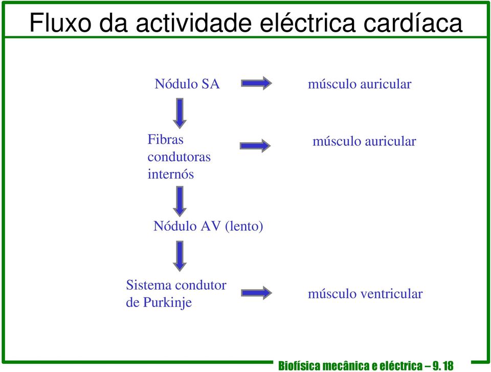 auricular Nódulo AV (lento) Sistema condutor de