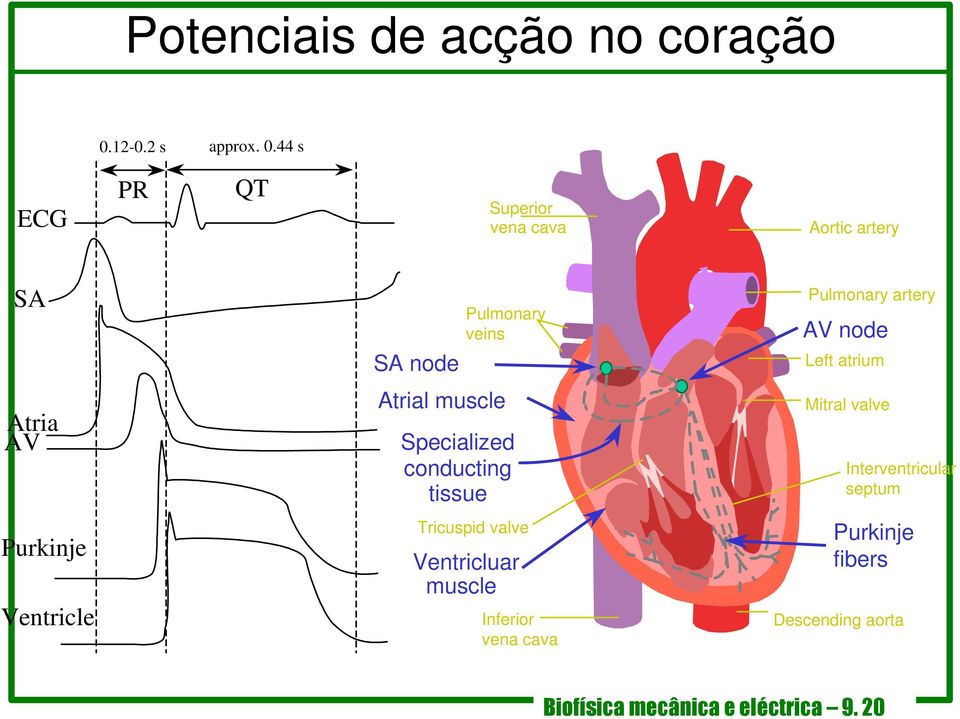 44 s ECG PR QT Superior vena cava Aortic artery SA SA node Pulmonary veins Pulmonary artery AV