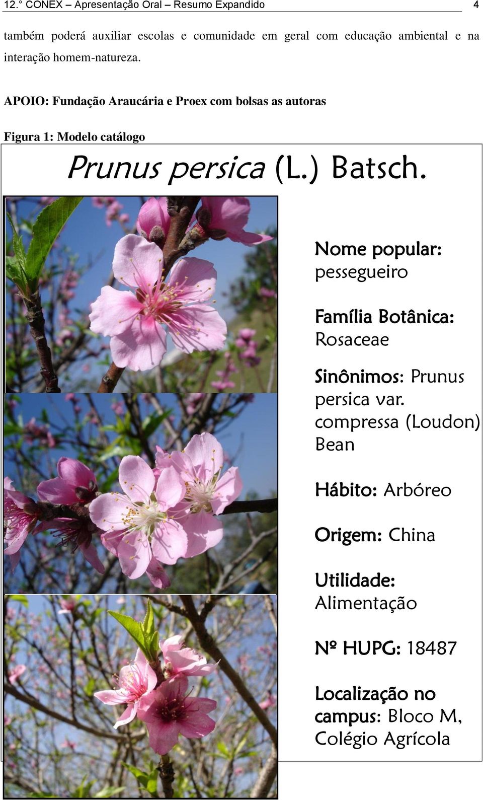 APOIO: Fundação Araucária e Proex com bolsas as autoras Figura 1: Modelo catálogo Prunus persica (L.) Batsch.