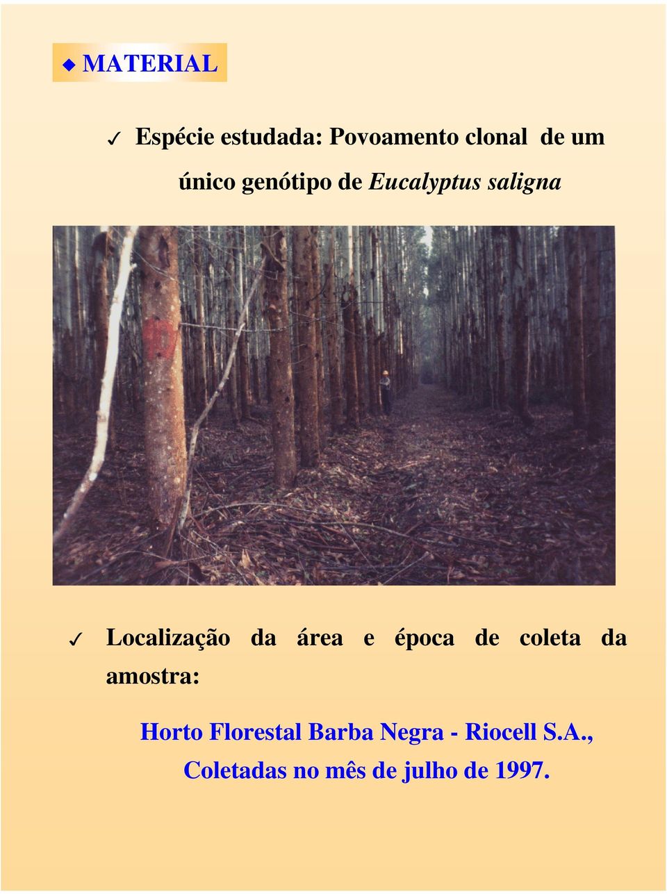 área e época de coleta da amostra: Horto Florestal