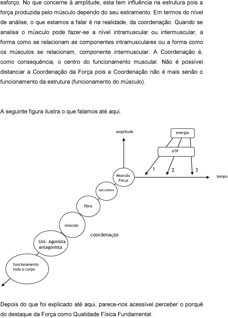 Quando se analisa o músculo pode fazer-se a nível intramuscular ou intermuscular, a forma como se relacionam as componentes intramusculares ou a forma como os músculos se relacionam, componente