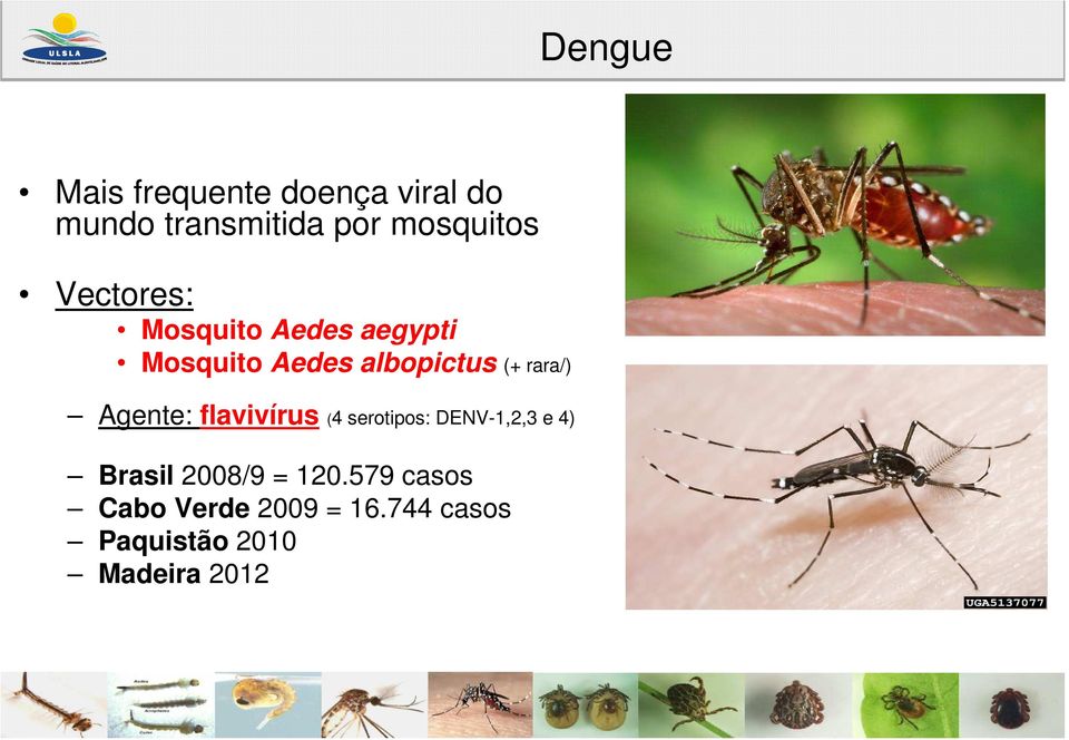 (+ rara/) Agente: flavivírus (4 serotipos: DENV-1,2,3 e 4) Brasil