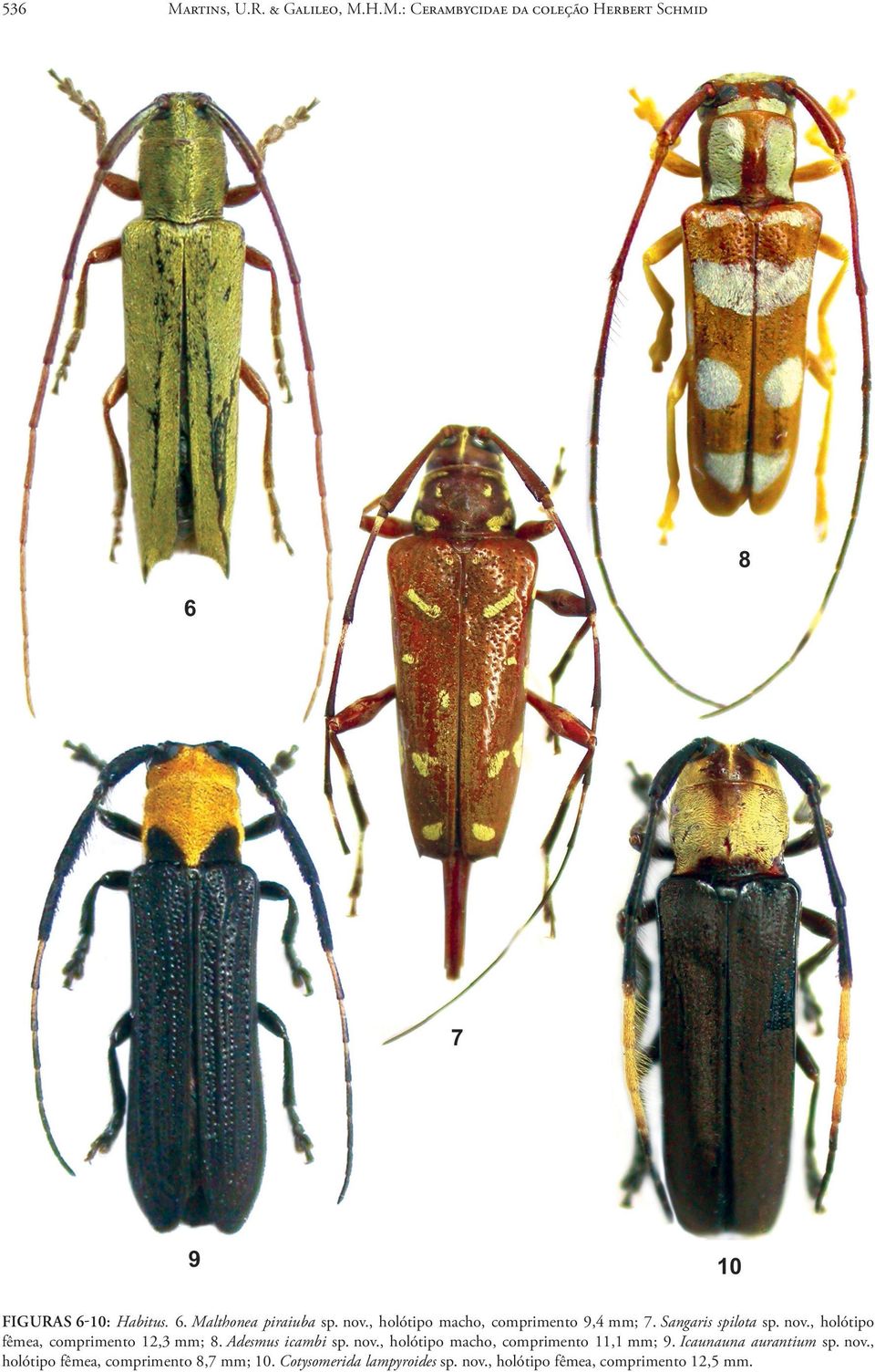 Adesmus icambi sp. nov., holótipo macho, comprimento 11,1 mm; 9. Icaunauna aurantium sp. nov., holótipo fêmea, comprimento 8,7 mm; 10.
