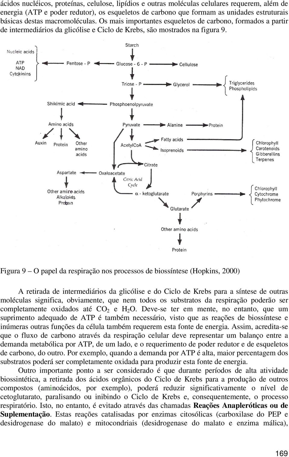 Figura 9 O papel da respiração nos processos de biossíntese (Hopkins, 2000) A retirada de intermediários da glicólise e do Ciclo de Krebs para a síntese de outras moléculas significa, obviamente, que
