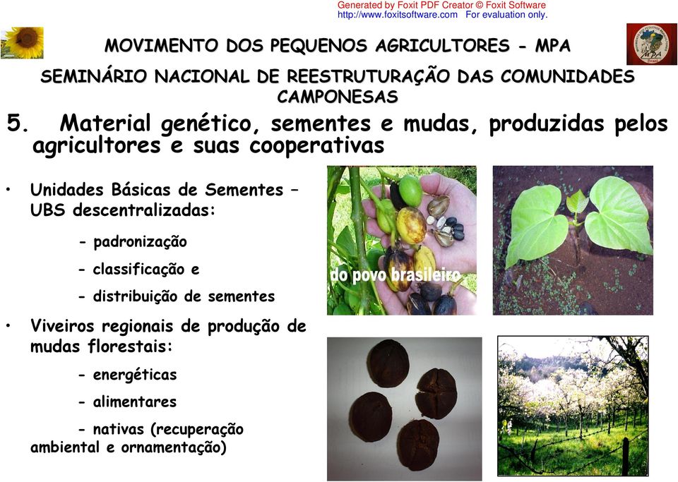 distribuição de sementes Viveiros regionais de produção de mudas florestais: - energéticas -