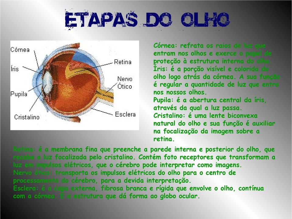 Cristalino: é uma lente biconvexa natural do olho e sua função é auxiliar na focalização da imagem sobre a retina.