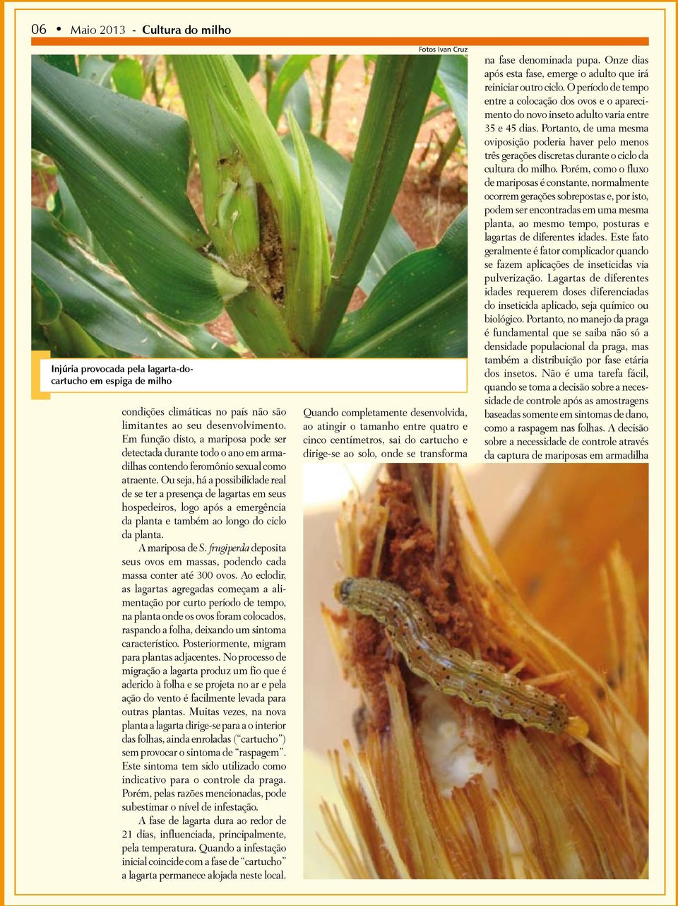 Ou seja, há a possibilidade real de se ter a presença de lagartas em seus hospedeiros, logo após a emergência da planta e também ao longo do ciclo da planta. A mariposa de S.