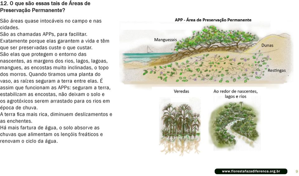 São elas que protegem o entorno das nascentes, as margens dos rios, lagos, lagoas, mangues, as encostas muito inclinadas, o topo dos morros.