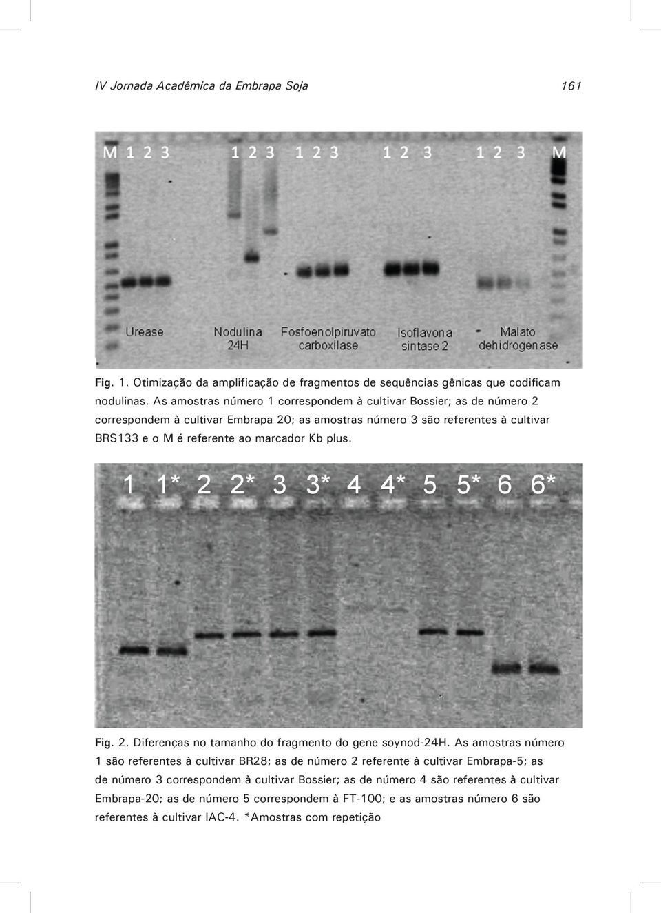 marcador Kb plus. 1 1* 2 2* 3 3* 4 4* 5 5* 6 6* Fig. 2. Diferenças no tamanho do fragmento do gene soynod-24h.