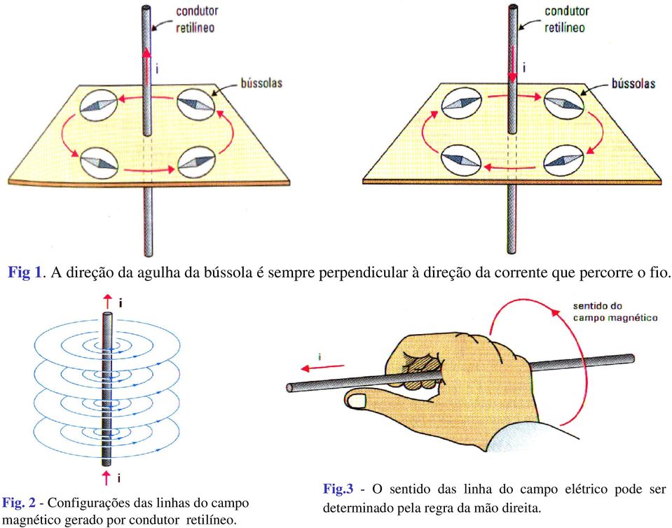 coente que pecoe o fio. Fig.