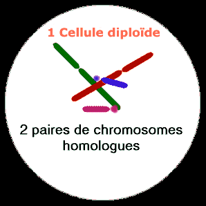 MEIOSE I Ao final da meiose