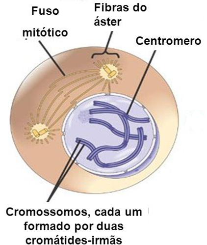Prófase primeiro Condensação dos cromossomos- atividade cromossômica Desaparecimento dos nucléolos Formação do