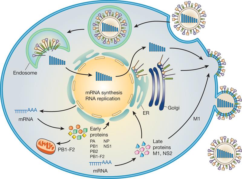 Ciclo do vírus da Influenza G Neumann et al.