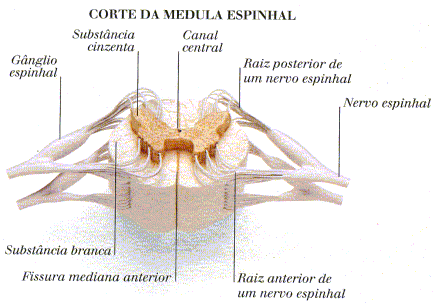 MEDULA