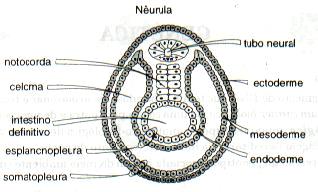 Origem embrionária Tubo nervoso dorsal: 3