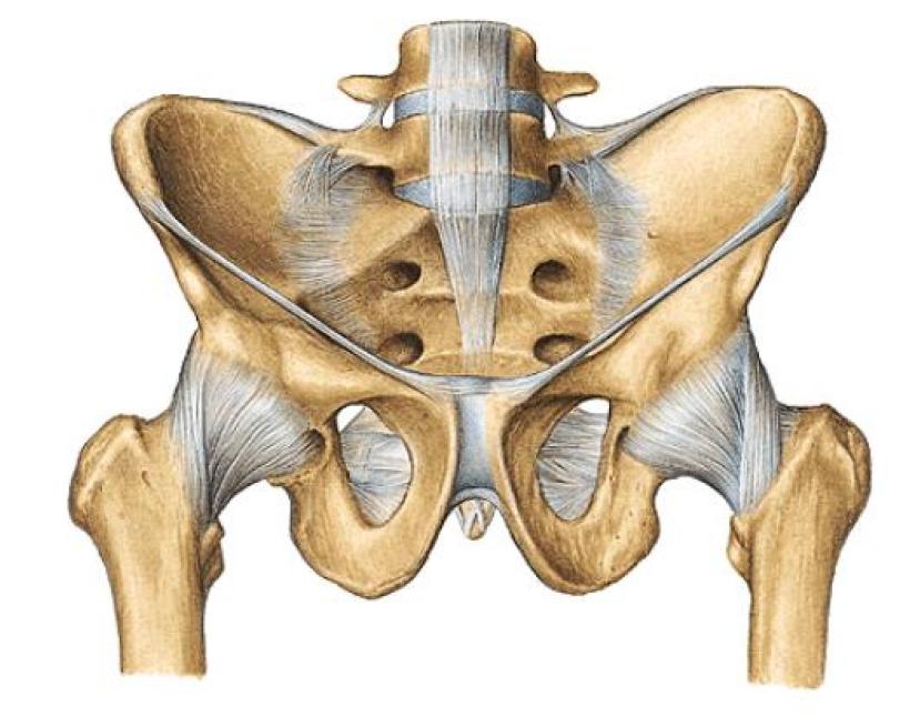 CINTURA PÉLVICA ARTICULAÇÕES SACRO-ILÍACAS (2) Lig. Sacro-ilíaco posterior Lig. Sacro-ilíaco anterior Art.