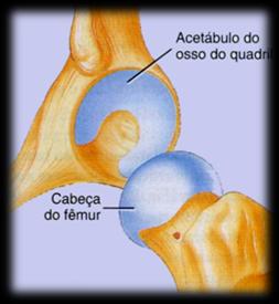 COXO-FEMURAIS Superfícies articulares: Acetábulo e cabeça do fémur Art.