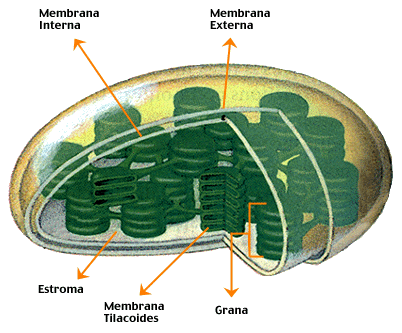 Cloroplastos Eles apresentam duas membranas envolventes e inúmeras membranas internas, que formam pequenas bolsas discoidais e achatadas, os tilacóides (do grego thylakos, bolsa).