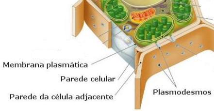 Parede Celular A parede celular é um envoltório extracelular presente em todos os vegetais.